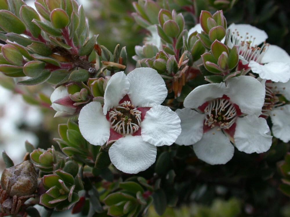 Wooly Tea Tree Seeds - Leptospermum lanigerum - 20 Seeds - Perennial - Image 2