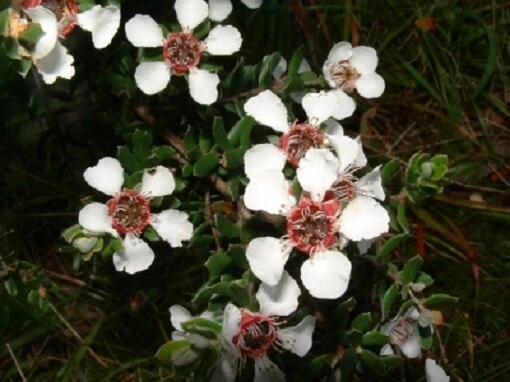 Wooly Tea Tree Seeds - Leptospermum lanigerum - 20 Seeds - Perennial - Image 3