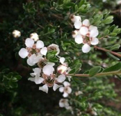 Wooly Tea Tree Seeds - Leptospermum lanigerum - 20 Seeds - Perennial - Image 4