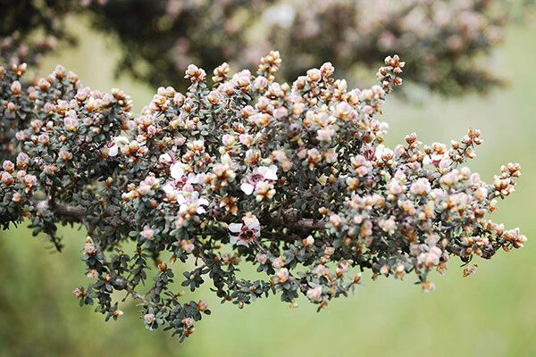 Wooly Tea Tree Seeds - Leptospermum lanigerum - 20 Seeds - Perennial - Image 1