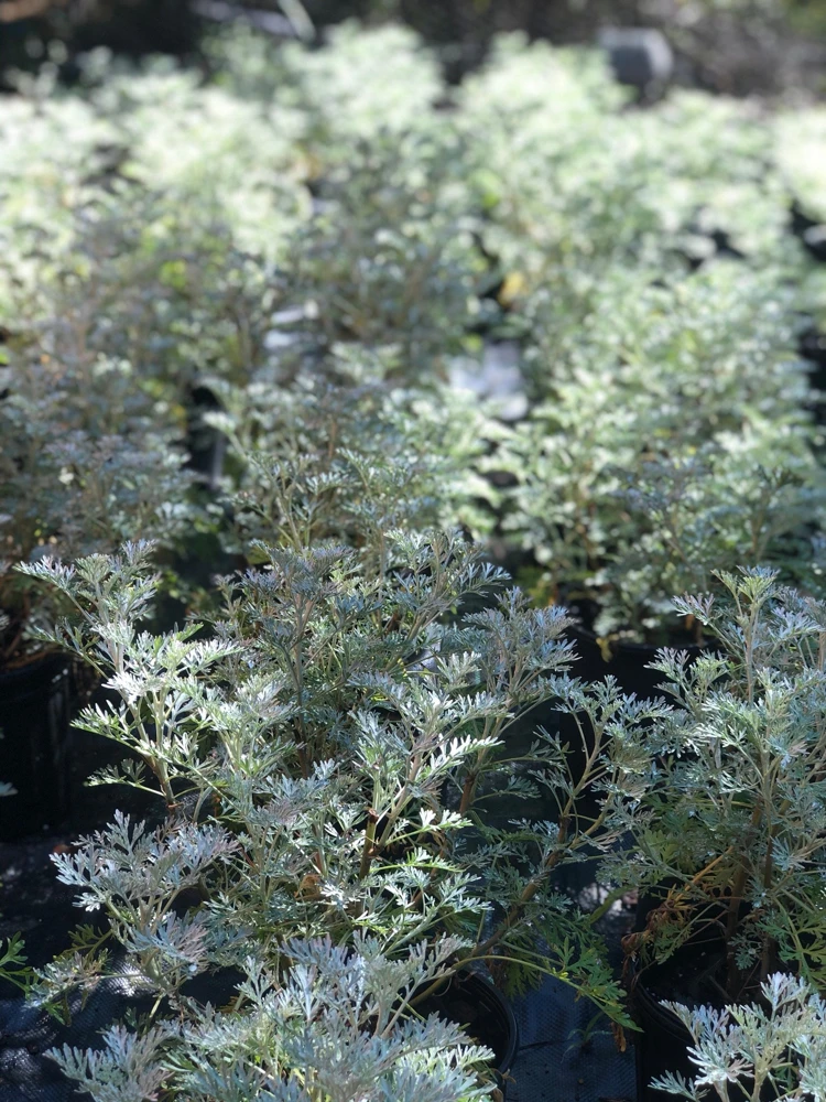 Wormwood 'Powis Castle' Artemisia Live Plant – 1 Gallon Pot – Outdoor Perennial - Image 1
