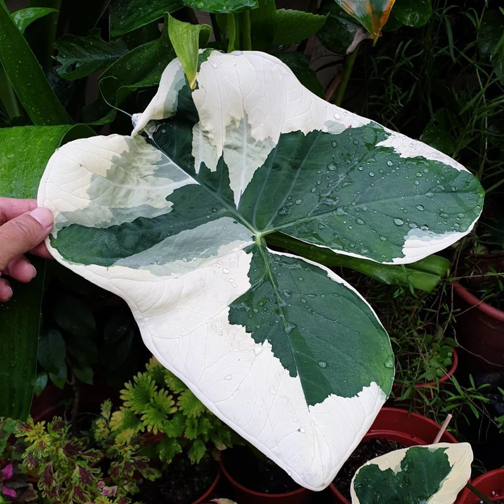 Xanthosoma Colocasia Live Plant – Elephant Ear Tropical Foliage, 4-6 Inches - Image 1
