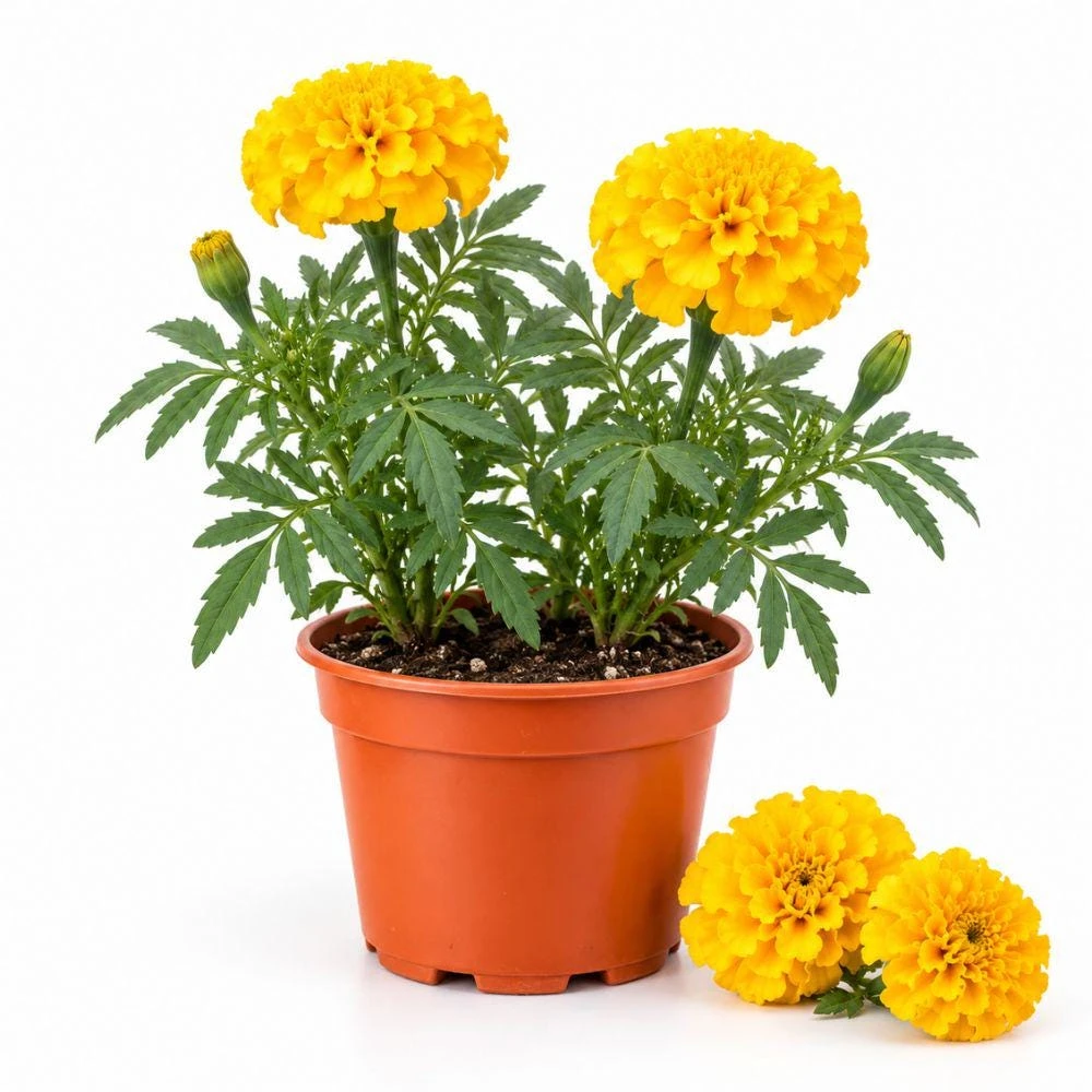 Yellow African Marigold Live Plants - 2-Pack, 4 Inch Tall, Sunny Garden Flower - Image 1