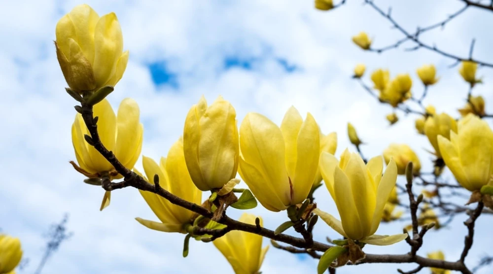 Yellow Bird Magnolia Live Plant – 1 Gallon Pot, 12-24" Tall, Zones 5-9 - Image 1