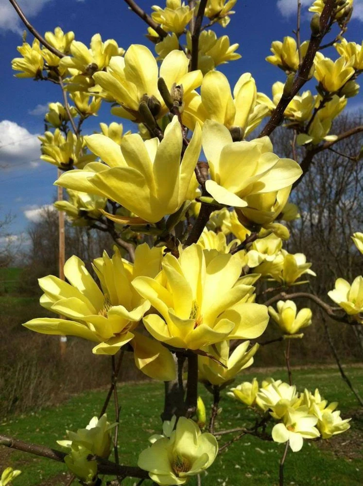 Yellow Bird Magnolia Live Plant - 2.5" Pot, Large Yellow Flowers, Hardy Zones 5-9 - Image 1