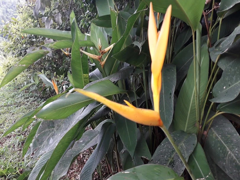 Yellow Bird of Paradise Rhizomes - 2 Live Tropical Plants, 10 Inches Tall - Image 1