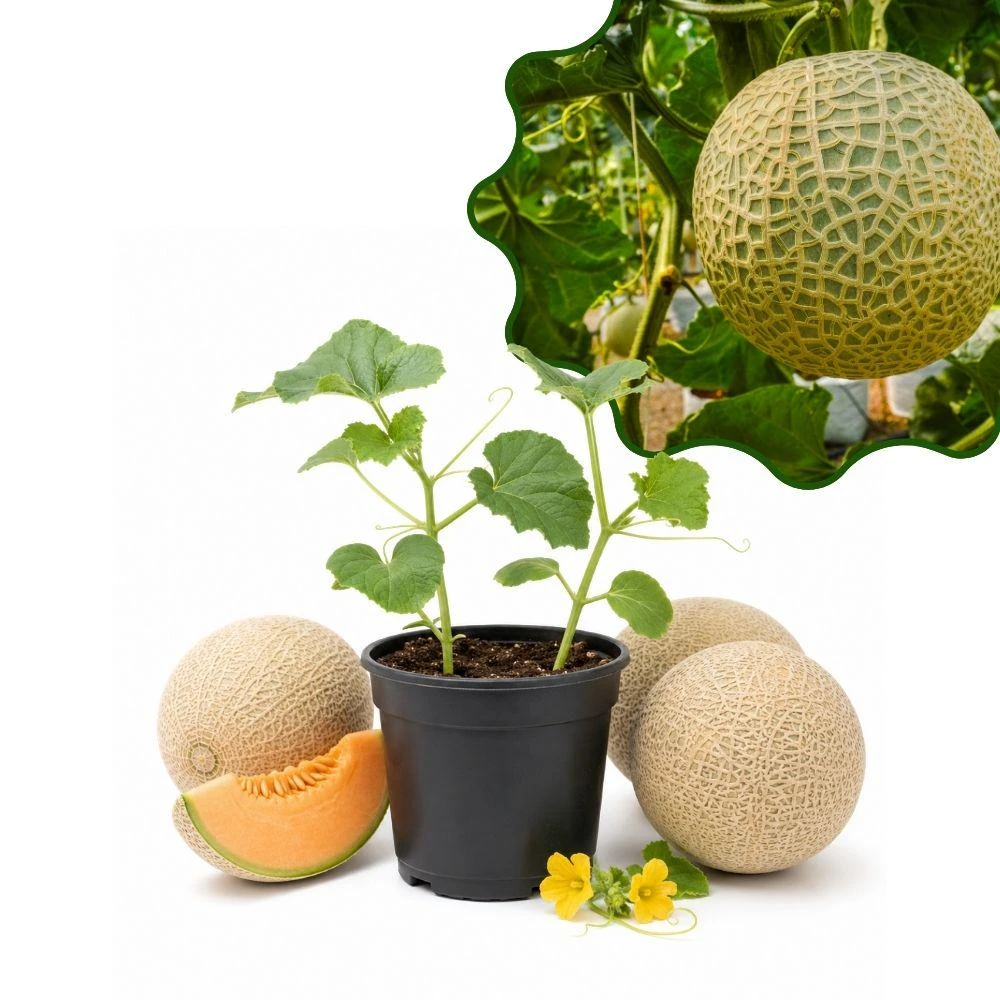 Yellow Cantaloupe Live Seedlings - 2 Plants, 4 Inch Pot, Starter Melon Plants - Image 1