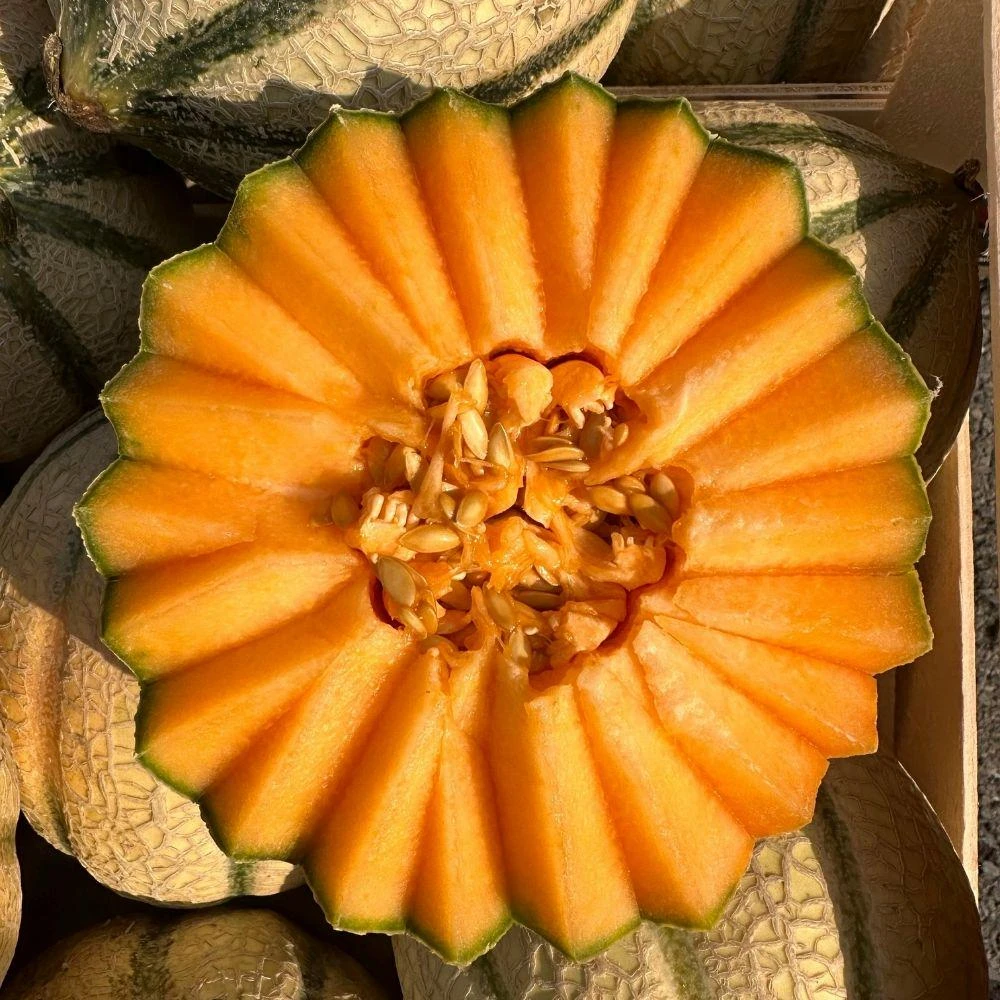 Yellow Cantaloupe Live Seedlings - 2 Plants, 4 Inch Pot, Starter Melon Plants - Image 2