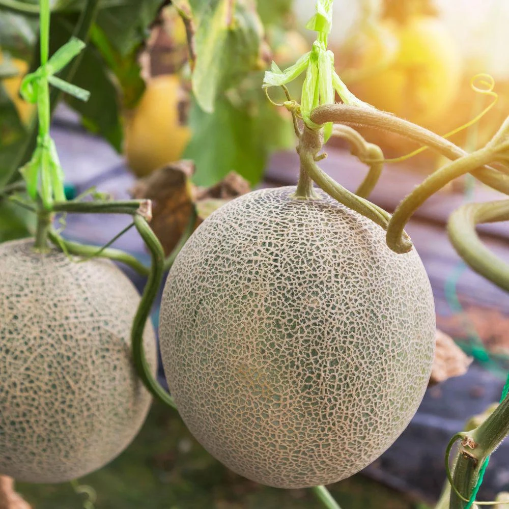 Yellow Cantaloupe Live Seedlings - 2 Plants, 4 Inch Pot, Starter Melon Plants - Image 3