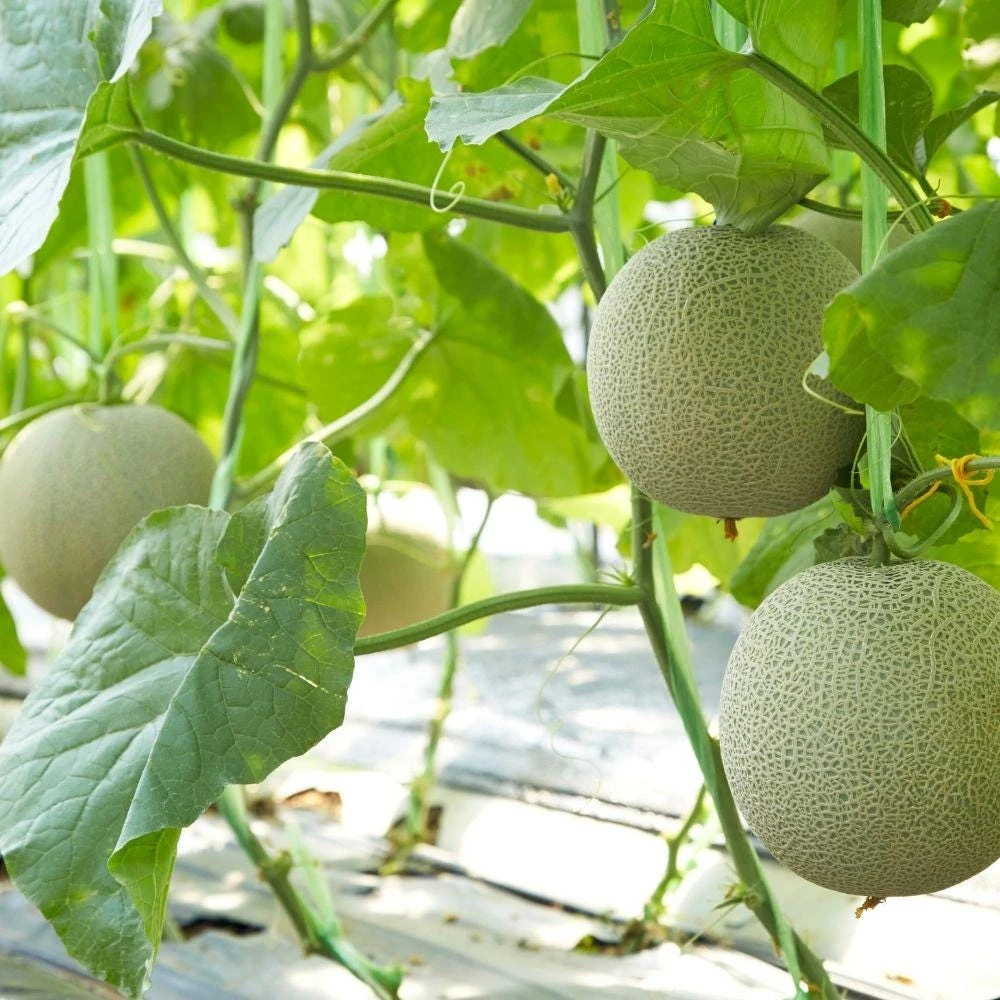Yellow Cantaloupe Live Seedlings - 2 Plants, 4 Inch Pot, Starter Melon Plants - Image 5
