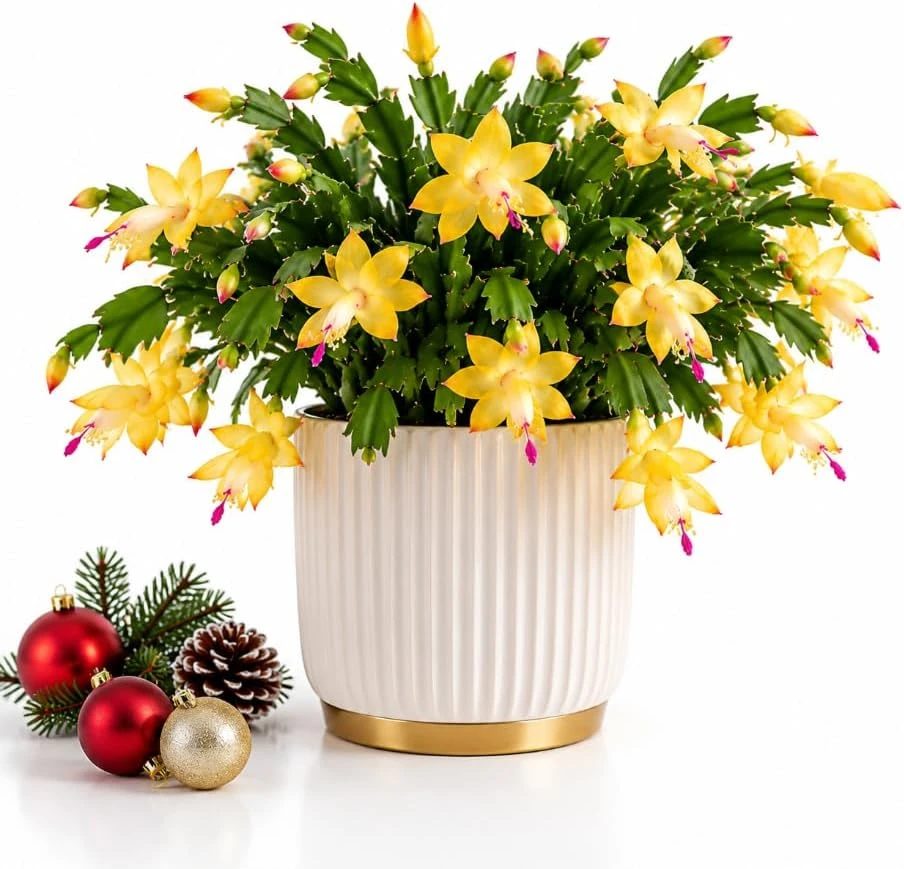 Yellow Christmas Cactus Live Plant, 4-6 Inches Tall, Indoor Flowering Succulent - Image 1