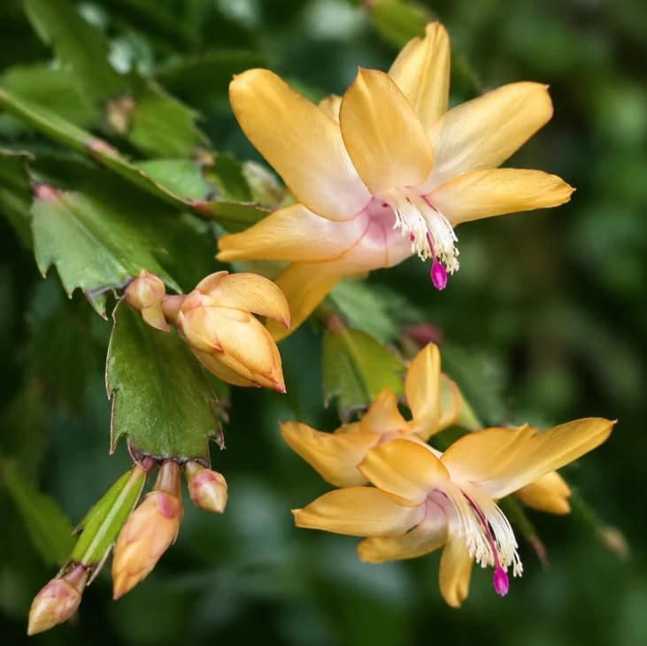 Yellow Christmas Cactus Thanksgiving Cactus Live Plant, 4-6 Inches Tall, Seasonal Blooming Holiday Succulent for Indoor Pots and Home Décor - Image 2