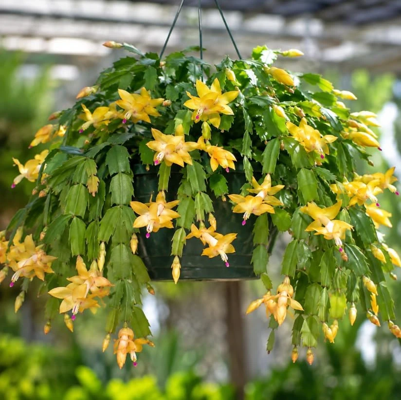 Yellow Christmas Cactus Thanksgiving Cactus Live Plant, 4-6 Inches Tall, Seasonal Blooming Holiday Succulent for Indoor Pots and Home Décor - Image 4