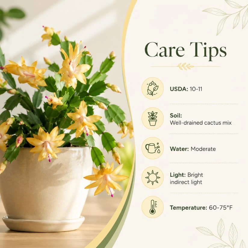 Yellow Christmas Cactus Thanksgiving Cactus Live Plant, 4-6 Inches Tall, Seasonal Blooming Holiday Succulent for Indoor Pots and Home Décor - Image 5