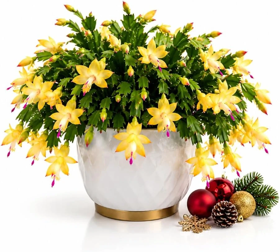 Yellow Christmas Cactus Thanksgiving Cactus Live Plant, 4-6 Inches Tall, Seasonal Blooming Holiday Succulent for Indoor Pots and Home Décor - Image 1
