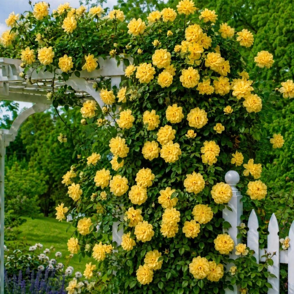 Yellow Climbing Rose Live Plant, Fragrant Blooms, 5-7 Inches Tall, Outdoor - Image 4