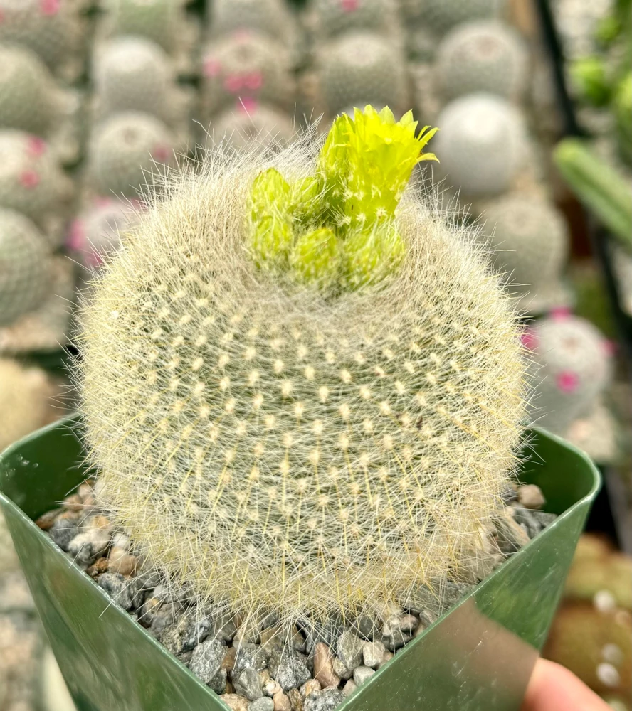Yellow Crown Cactus Live Plant - Notocactus Graessneri in 4" Pot - Image 2