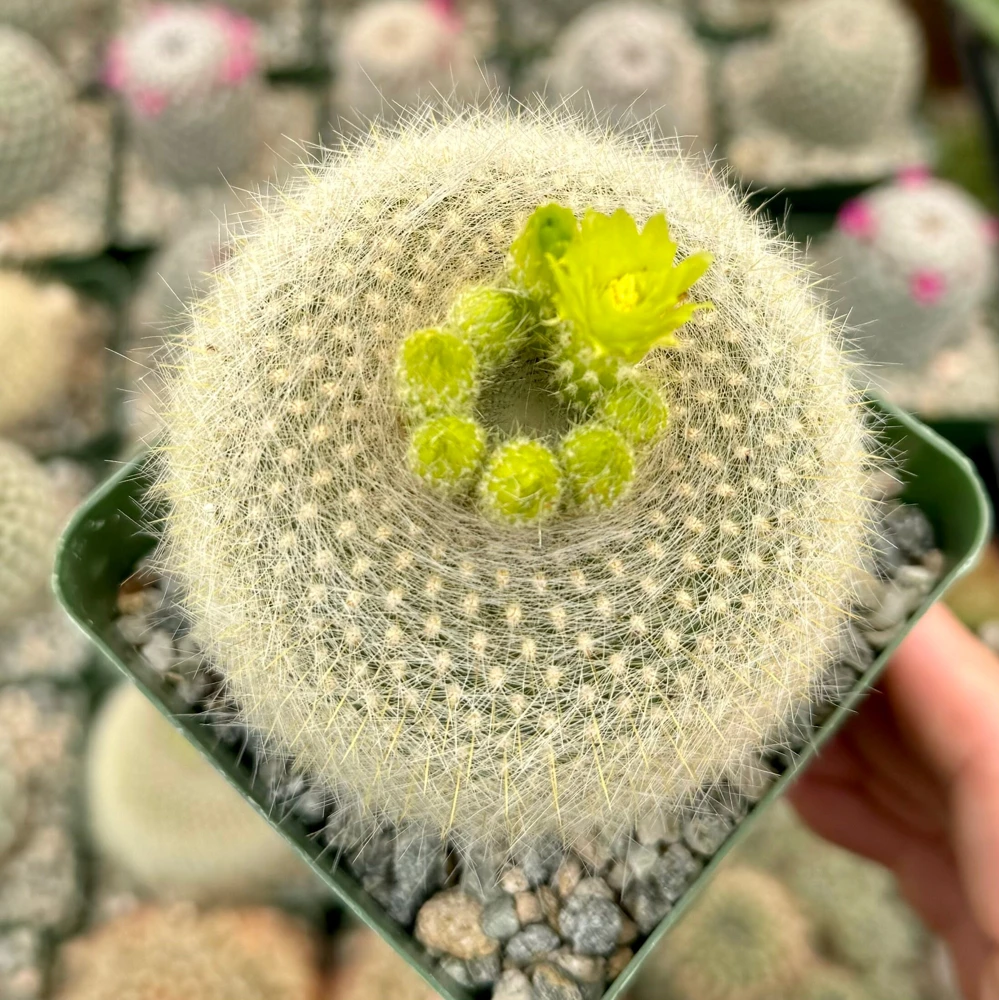 Yellow Crown Cactus Live Plant - Notocactus Graessneri in 4" Pot - Image 3