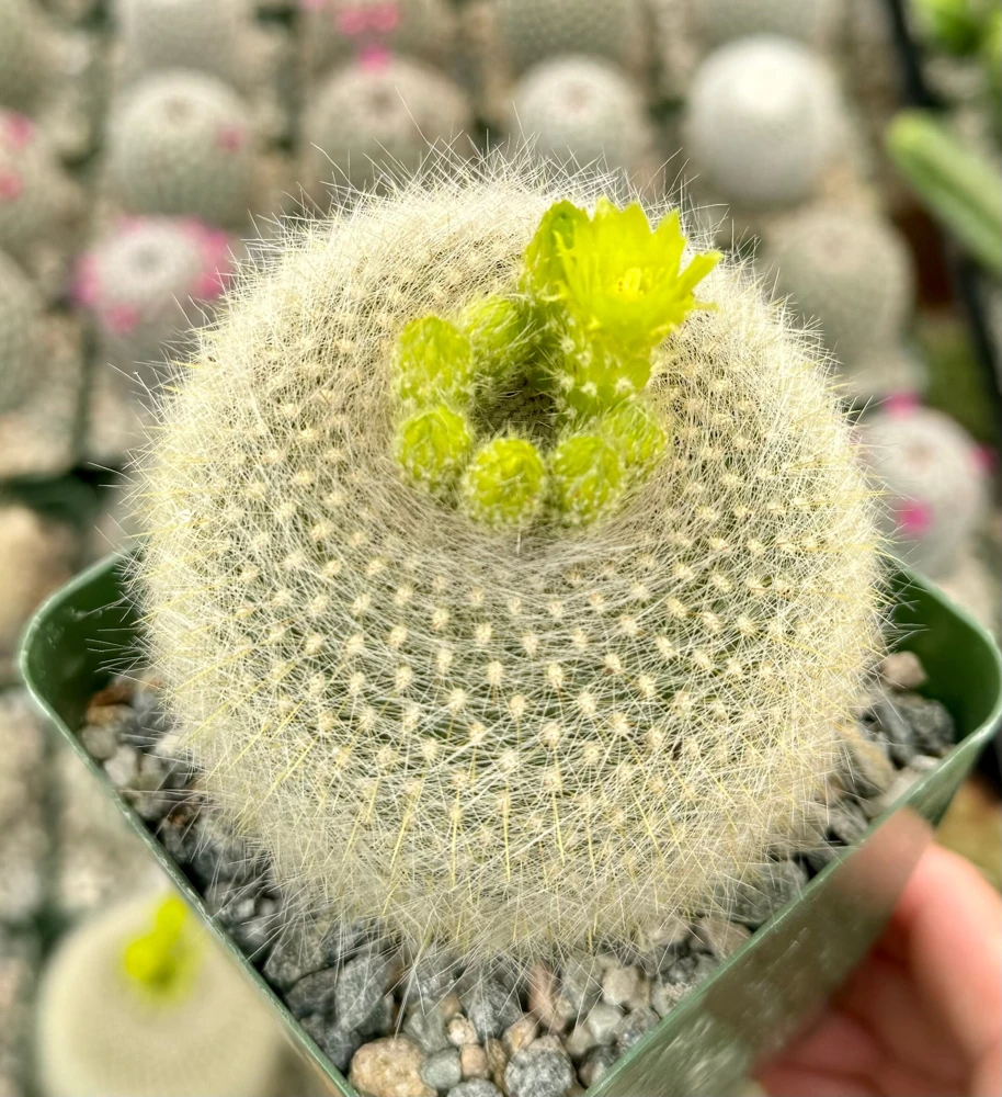 Yellow Crown Cactus Live Plant - Notocactus Graessneri in 4" Pot - Image 1
