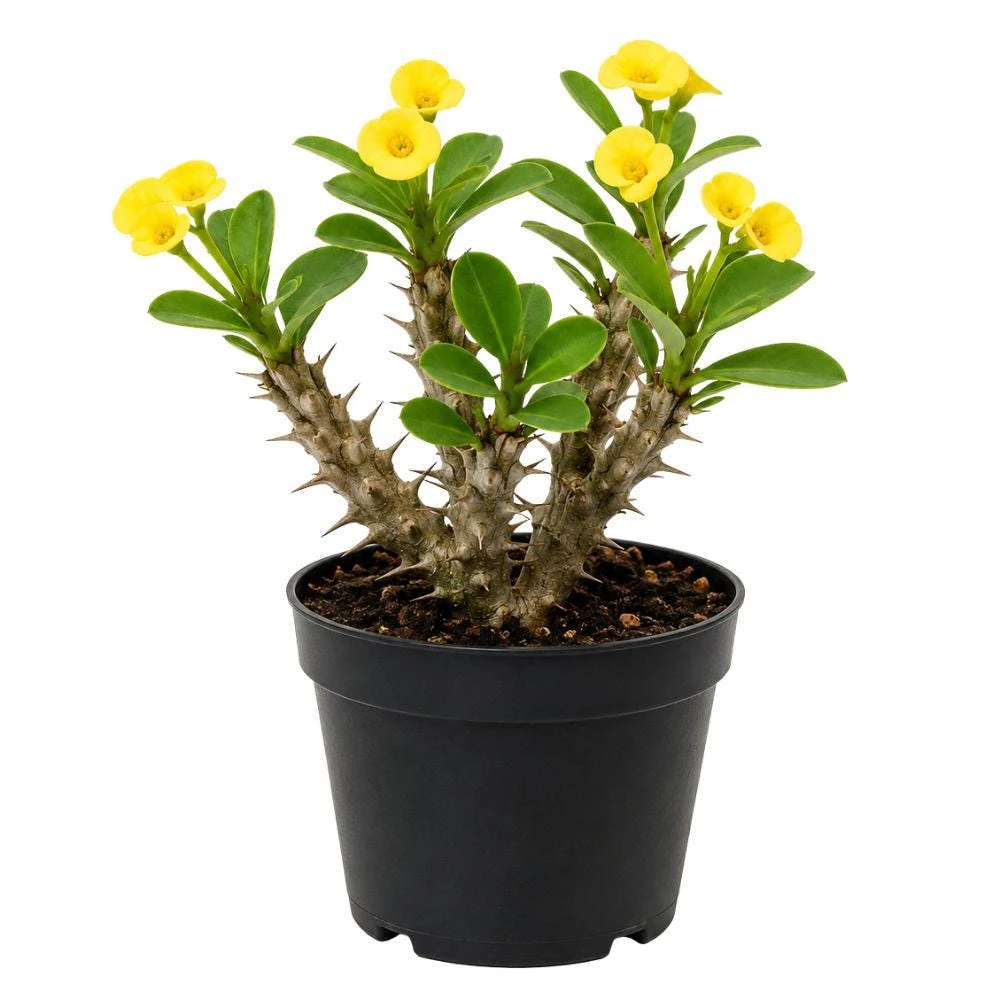 Yellow Crown of Thorns Live Plant - Euphorbia - 4 Inch Pot - Flowering Succulent Houseplant - Image 1