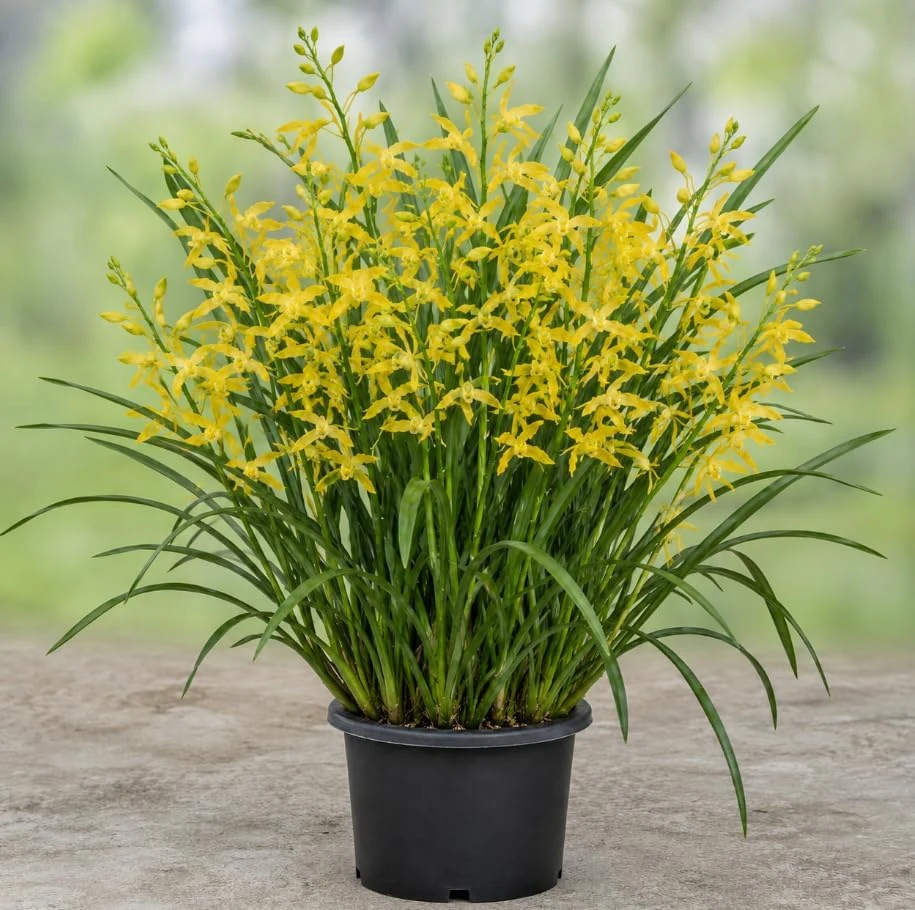 Yellow Cymbidium Orchid Live Plant – Large Bloom Flowers, 10-12" Tall in Gallon Pot - Image 1