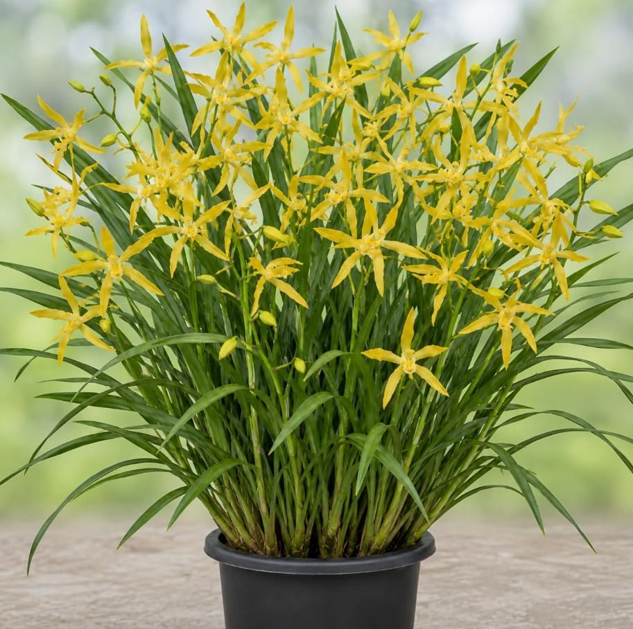 Yellow Cymbidium Orchid Live Plant – Large-Flowered – 10-12" Tall in Gallon Pot – Indoor/Outdoor - Image 1