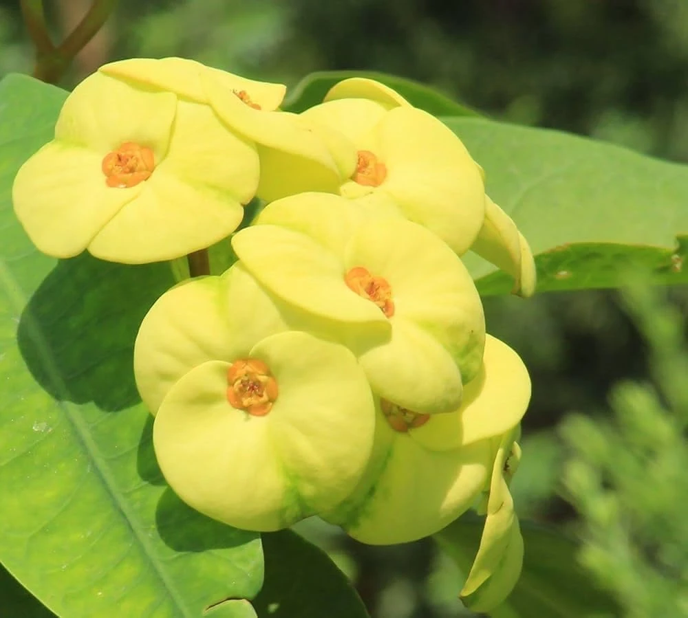 Yellow Euphorbia Milii Crown of Thorns Live Plant - 2 Inch Pot, Flowering Succulent, Indoor/Outdoor - Image 4