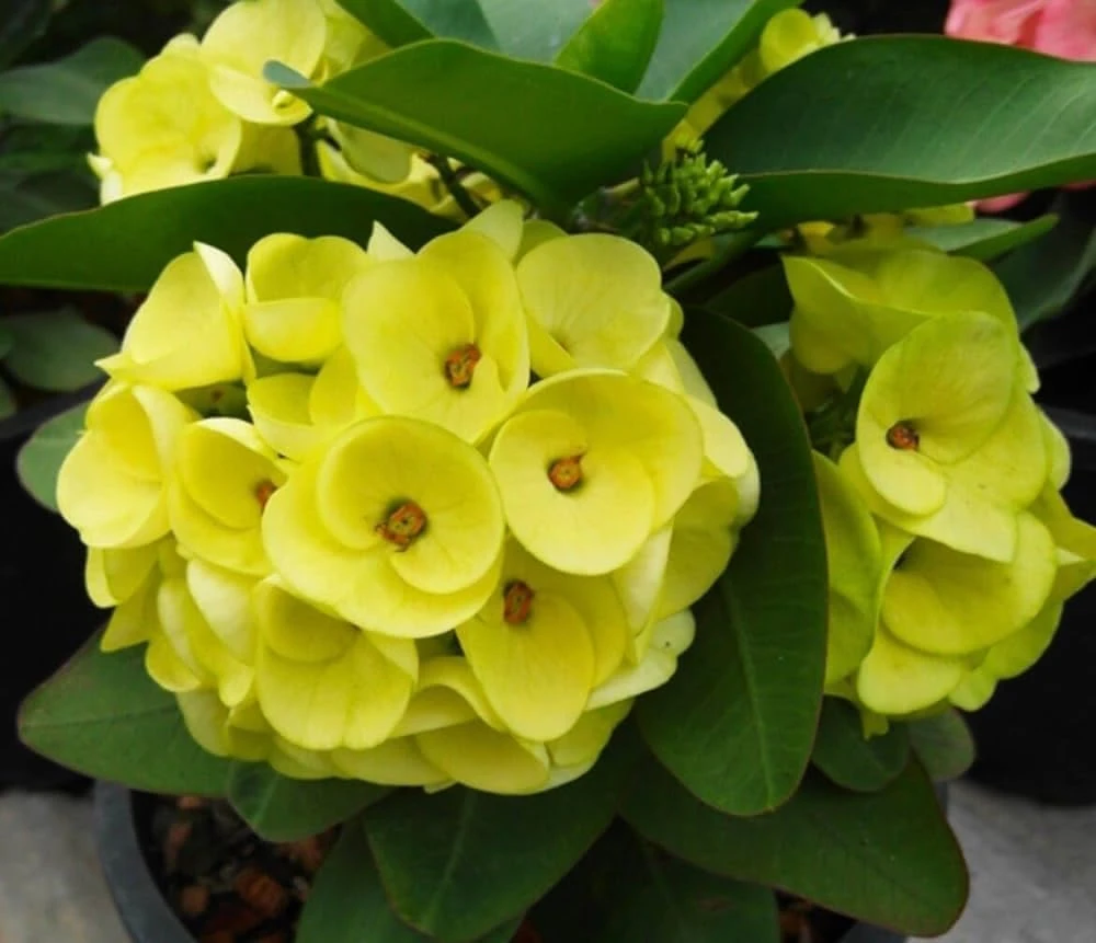 Yellow Euphorbia Milii Crown of Thorns Live Plant - 2 Inch Pot, Flowering Succulent, Indoor/Outdoor - Image 5