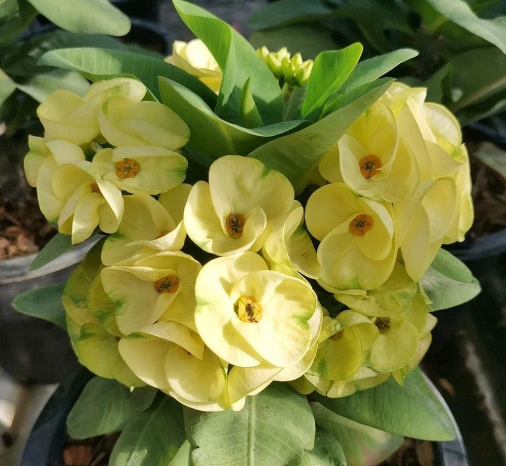 Yellow Euphorbia Milii Crown of Thorns Live Plant - 2 Inch Pot, Flowering Succulent, Indoor/Outdoor - Image 7