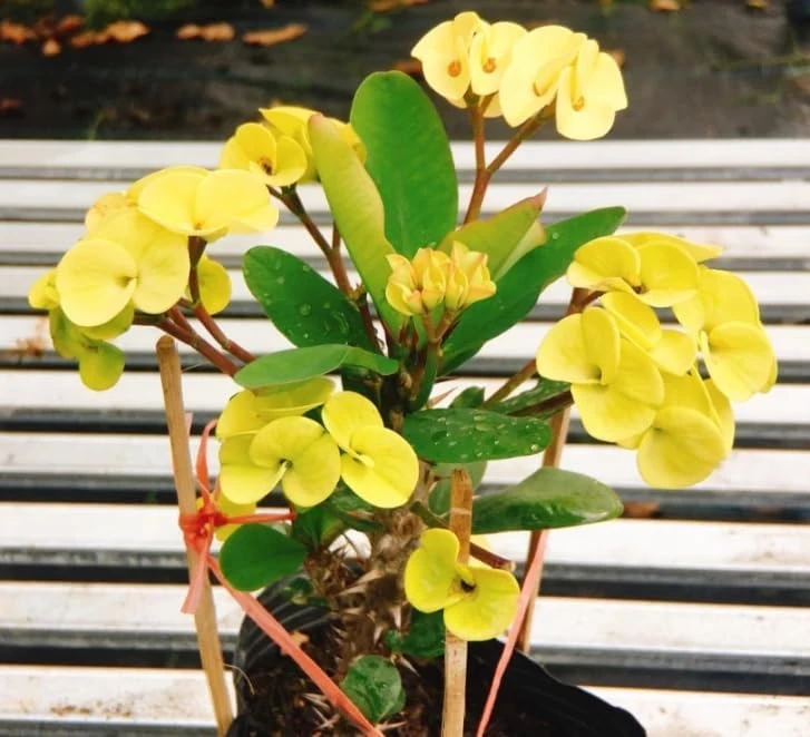 Yellow Euphorbia Milii Live Plant - Crown of Thorns Succulent - 2 Inch Pot - Indoor Outdoor - Image 2