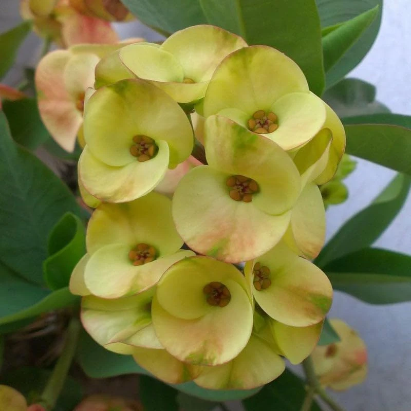 Yellow Euphorbia Milii Live Plant - Crown of Thorns Succulent - 2 Inch Pot - Indoor Outdoor - Image 4