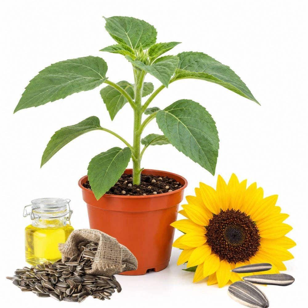 Yellow Giant Sunflower Live Plant – 4 Inch Pot – Outdoor Annual - Image 1