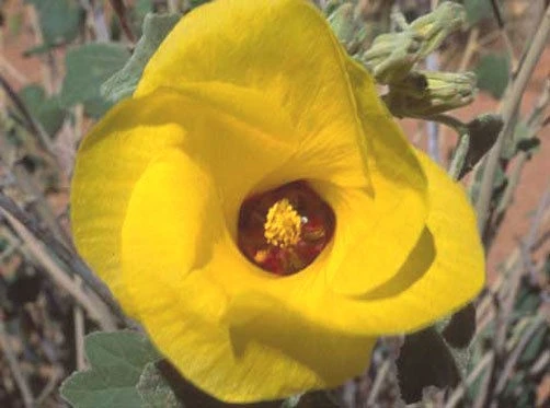 Yellow Hibiscus Seeds - Hibiscus austrinus var. austrinus - 10 Seeds - Image 1