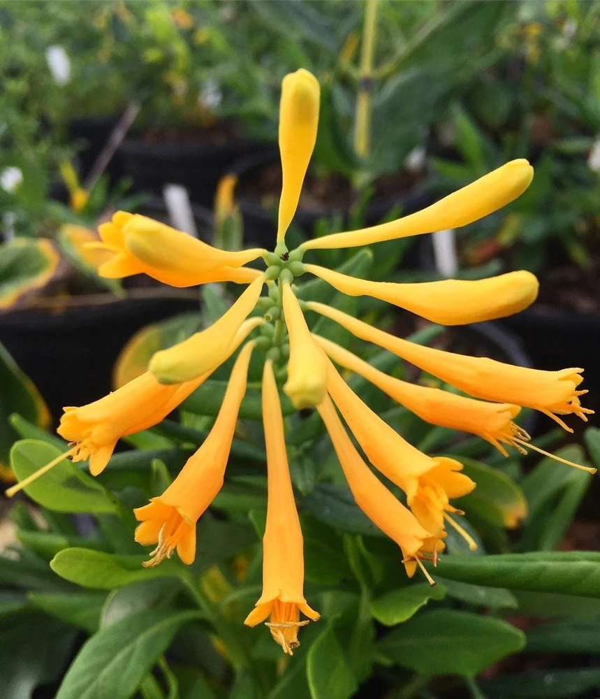 Yellow Honeysuckle Vine - Lonicera sempervirens Sulphurea Live Plant, 1 Gallon - Image 1