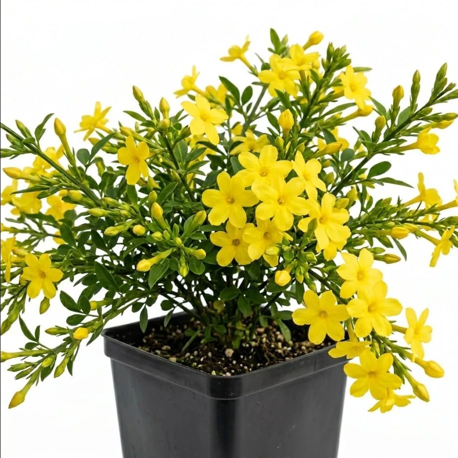 Yellow Jasmine Live Plant - Climbing Shrub with Fragrant Flowers, 6-12" Tall in 4" Pot, Indoor/Outdoor - Image 1