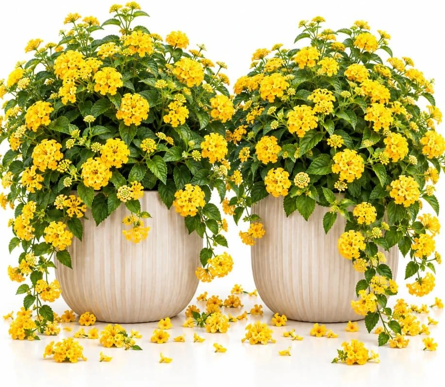 Yellow Lantana Live Plants, 2-Pack, 4-6 Inches Tall, Outdoor Flowering - Image 1