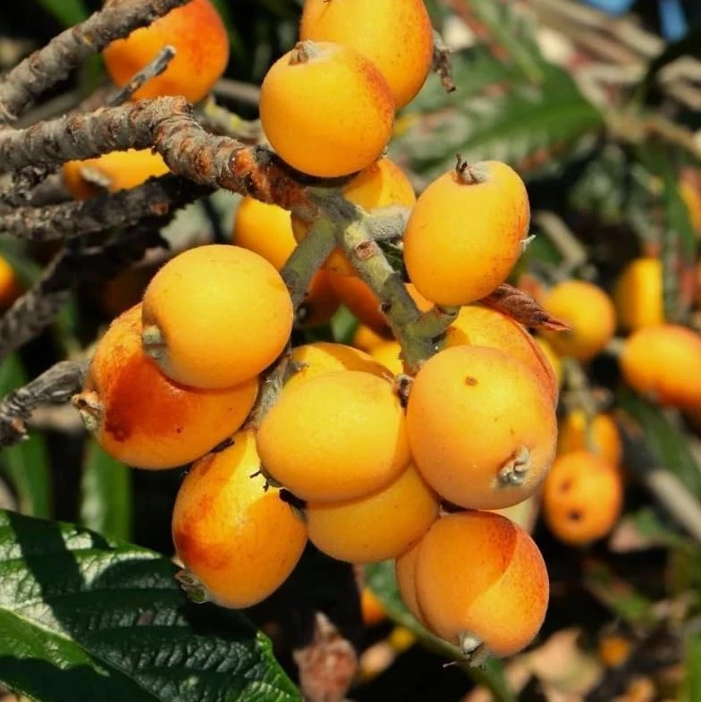 Yellow Loquat Tree Live Plant 8-14" Tall - Tropical Fruit Loquat - Image 2