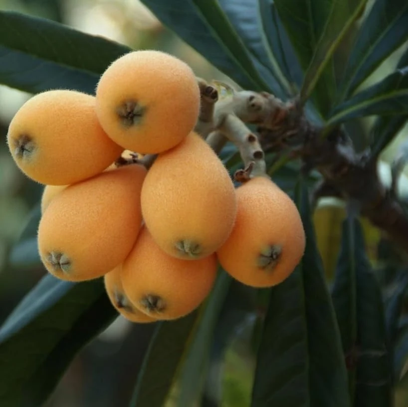 Yellow Loquat Tree Live Plant 8-14" Tall - Tropical Fruit Loquat - Image 3