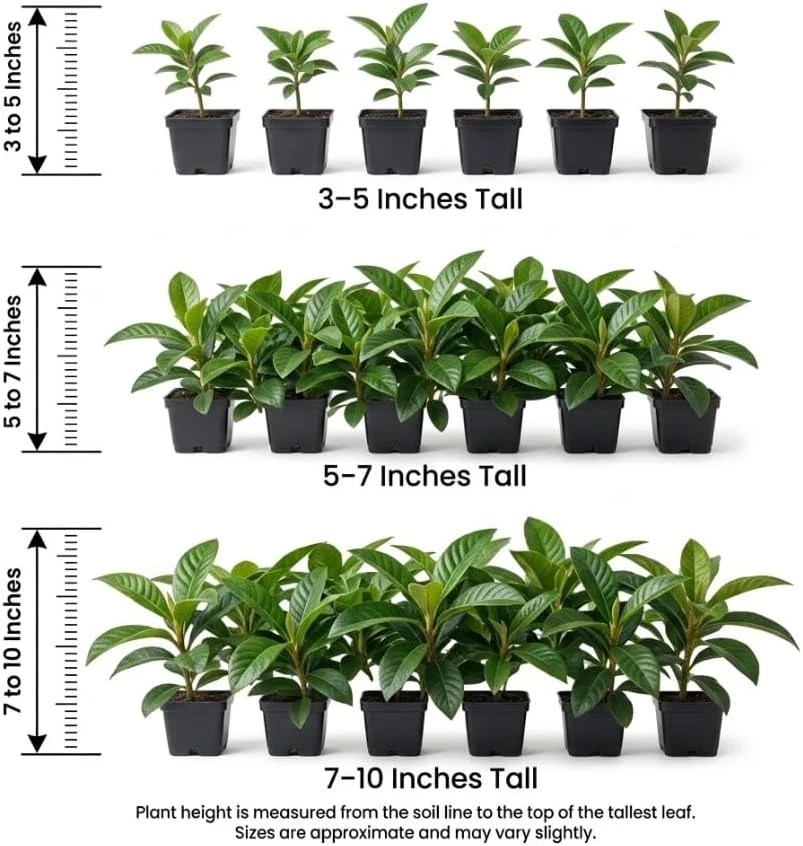 Yellow Loquat Tree Live Plant 8-14" Tall - Tropical Fruit Loquat - Image 4