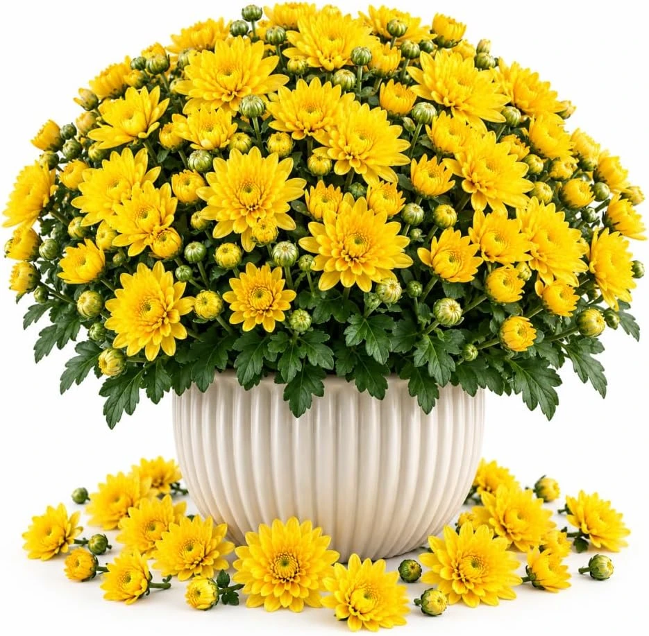 Yellow Mum Live Plant, 4-6 Inches Tall, Perennial Chrysanthemum Starter - Image 1