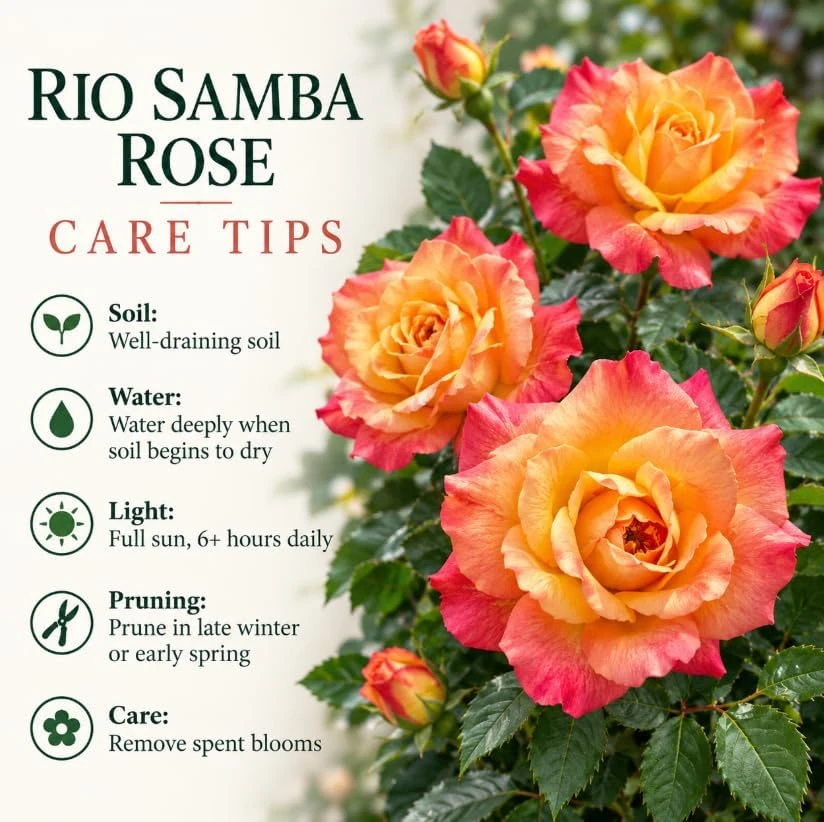 Yellow Orange Bicolor Rose Live Plant 4-7 Inches Tall - Fragrant Reblooming Bush for Gardens & Pots - Image 5