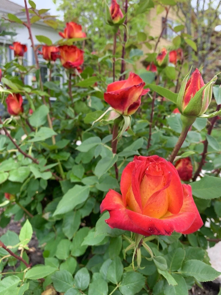 Yellow-Orange Rose Plant - 5 Cuttings - Outdoor Flowering Perennial - Image 1