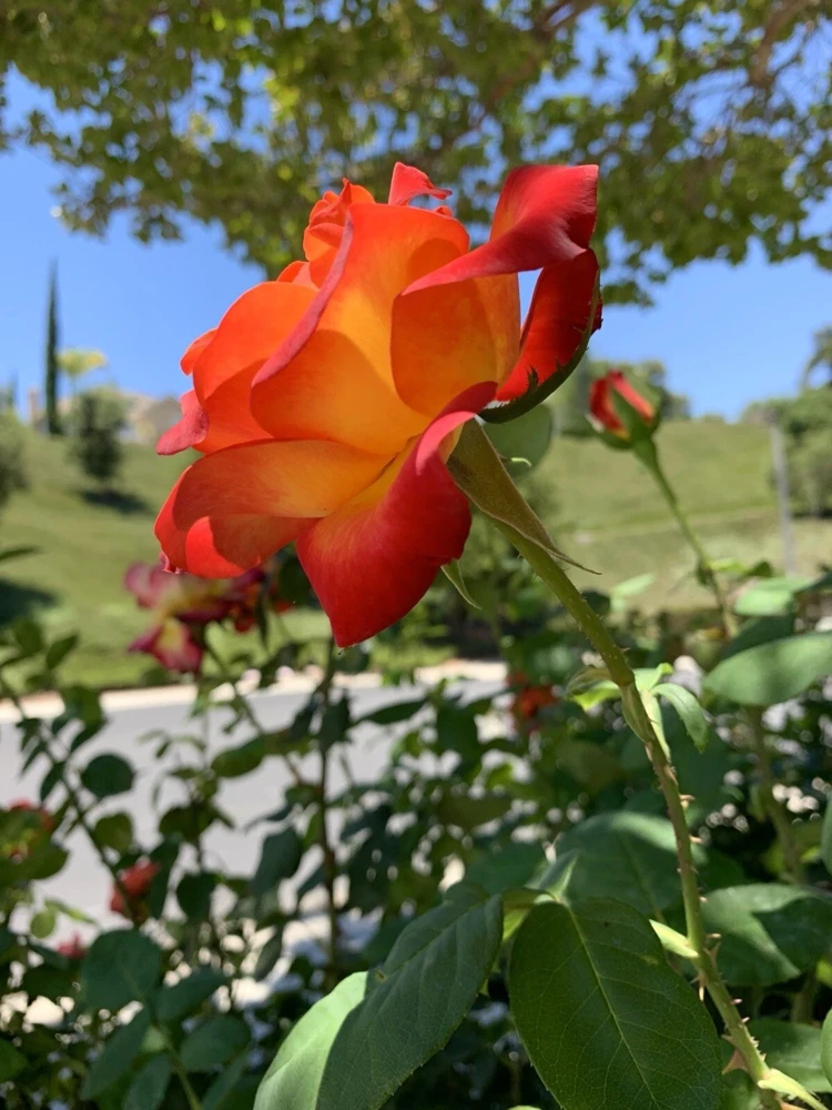 Yellow-Orange Rose Plant - 5 Cuttings - Outdoor Flowering Perennial - Image 2