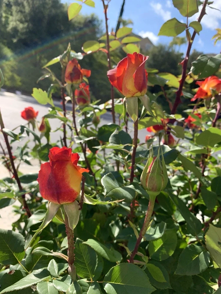 Yellow-Orange Rose Plant - 5 Cuttings - Outdoor Flowering Perennial - Image 3