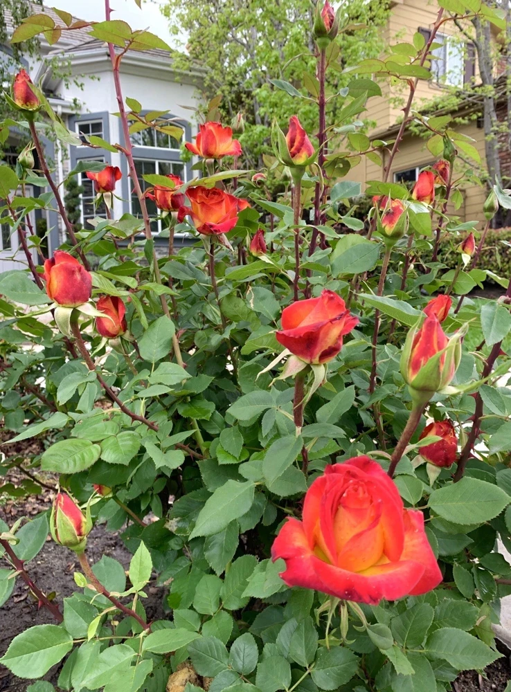 Yellow-Orange Rose Plant - 5 Cuttings - Outdoor Flowering Perennial - Image 4
