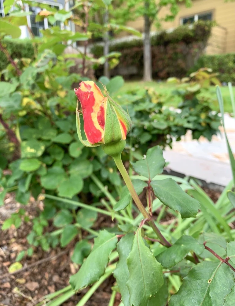 Yellow-Orange Rose Plant - 5 Cuttings - Outdoor Flowering Perennial - Image 5