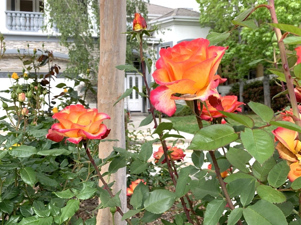 Yellow-Orange Rose Plant - 5 Cuttings - Outdoor Flowering Perennial - Image 6