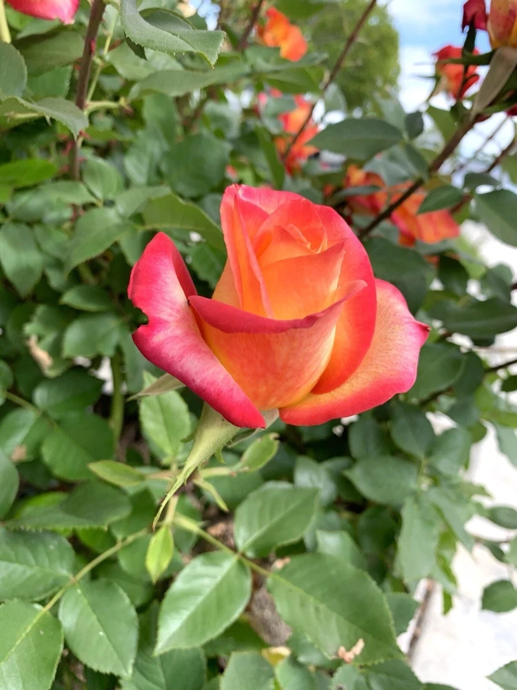 Yellow-Orange Rose Plant - 5 Cuttings - Outdoor Flowering Perennial - Image 7