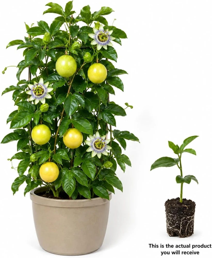 Yellow Passionfruit Live Plant, 4-7 Inch Starter Vine, Tropical Fruit for Outdoor Garden - Image 3