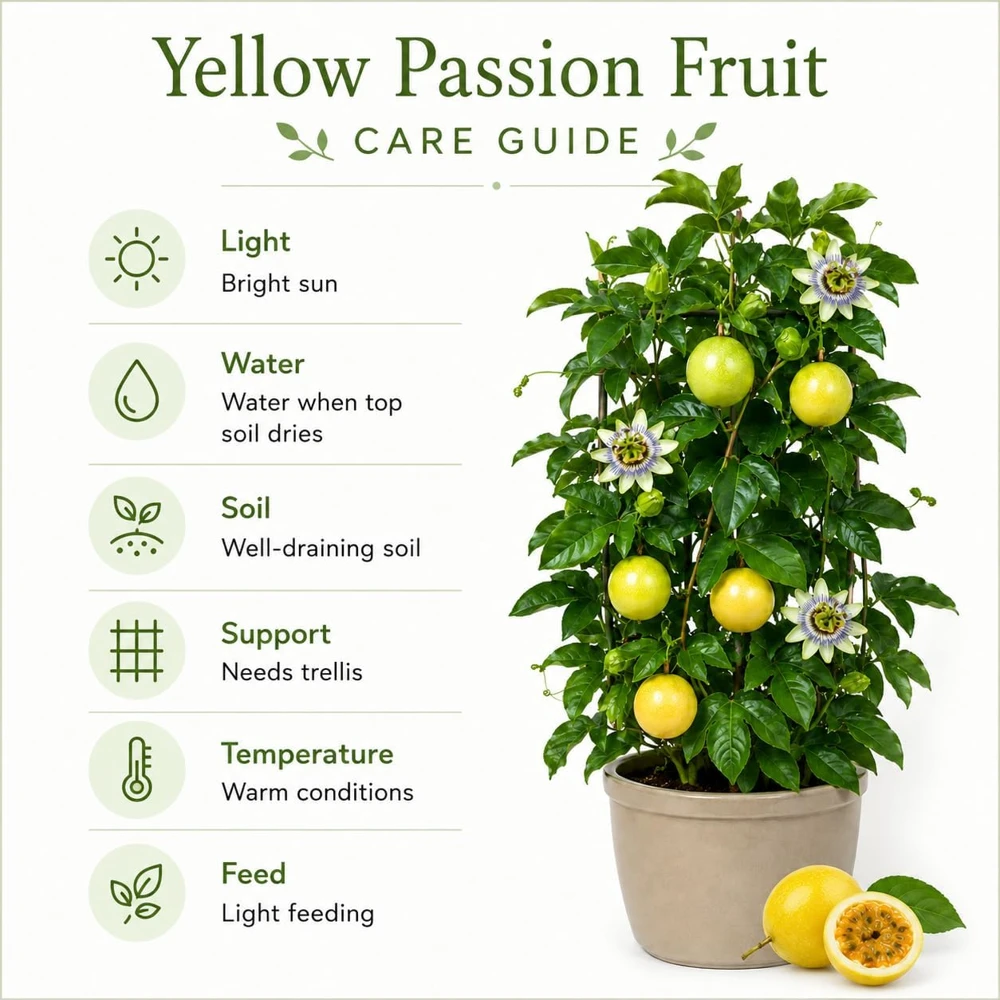 Yellow Passionfruit Live Plant, 4-7 Inch Starter Vine, Tropical Fruit for Outdoor Garden - Image 5